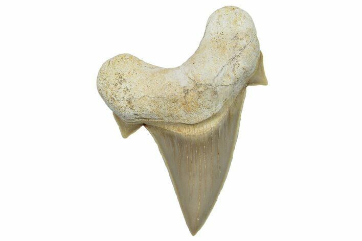 Fossil Shark Tooth (Otodus) - Morocco #248011